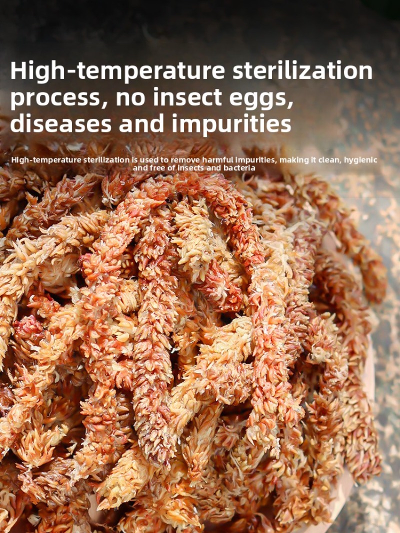 Chilijanski mchy sferagnowy, 1 – Sphagnum Moss Dry recenzja i cena